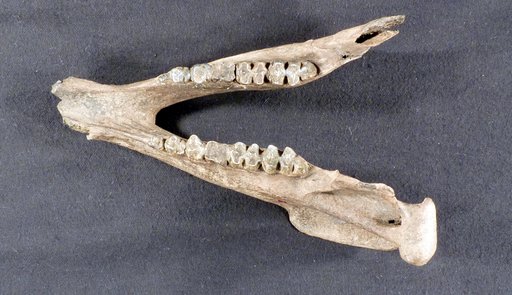 Platygonus alemanii Duges