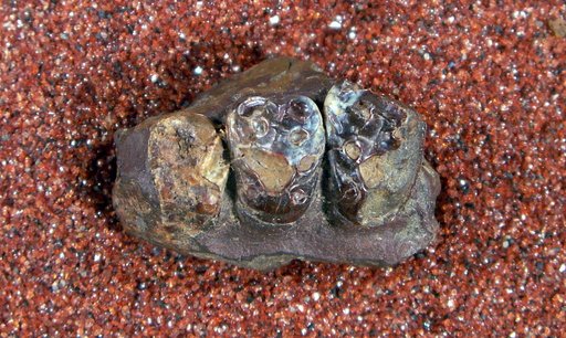 Ectoconus symbolus Gazin