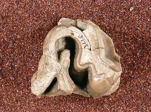 Rhinoceros meridianus (Leidy)