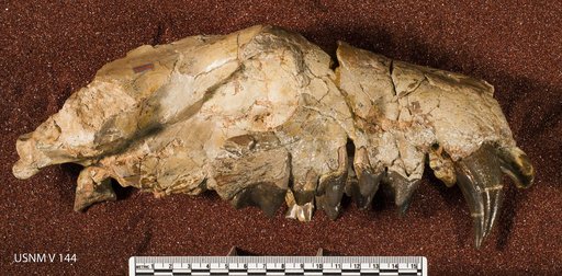 Hyaenodon horridus Leidy