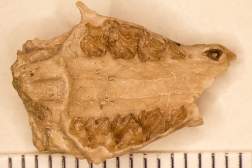 Kentrogomphios strophensis White, 1954