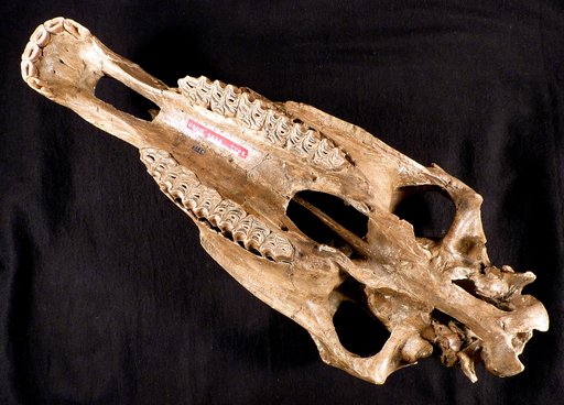 Equus niobrarensis Hay
