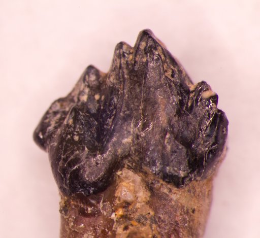 Oracodon conulus Marsh