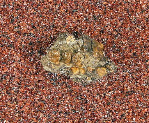 Plesiarctomys buccatus Cope