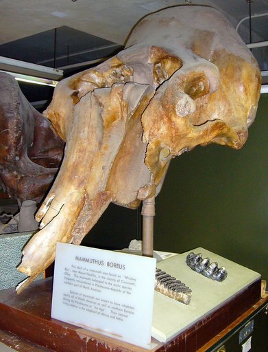 Elephas boreus Hay