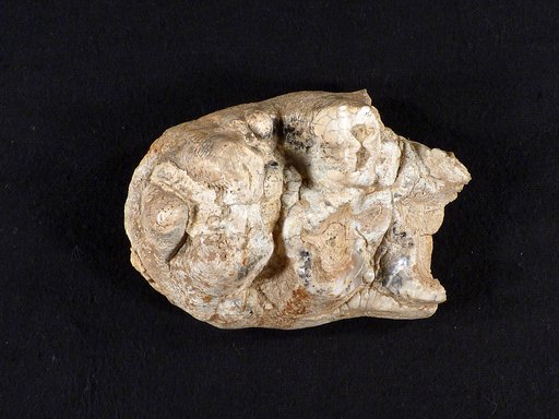 Anancus defloccatus Hay