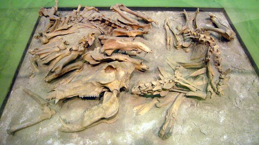 Platygonus pearcei Gazin