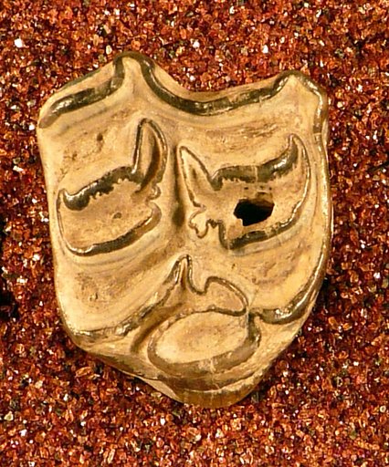 Protohippus placidus Leidy, 1869