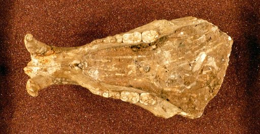 Ursus (Euarctos) vitabilis Gidley, 1913