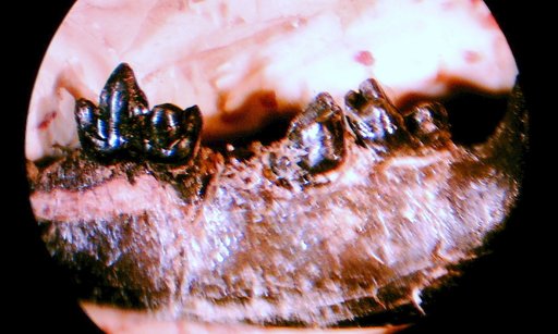 Didymictis microlestes Simpson