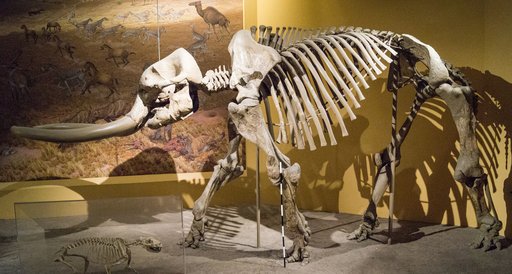 Stegomastodon arizonae Gidley, 1926