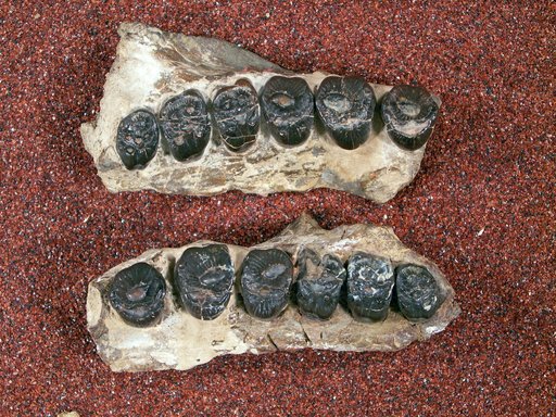 Periptychus gilmorei Gazin