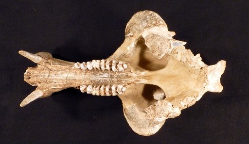 Platygonus intermedius Gidley, 1920
