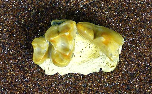 Mesocyon ? iamonensis Sellards, 1916