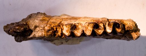 Esthonyx bisulcatus Cope