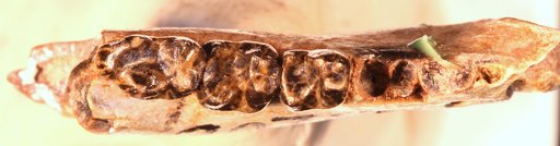 Pronothodectes simpsoni Gazin, 1956