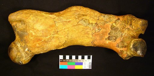 Prepotherium venezuelanum Collins