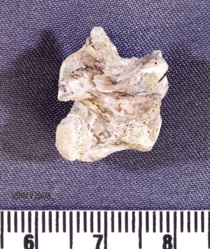 Asillahyllos sp