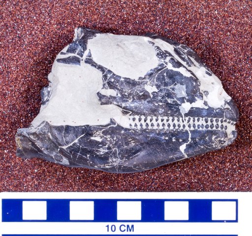Polyglyphanodon sternbergi Gilmore, 1940