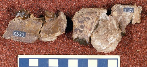 Ambloctonus sinosus Cope, 1875