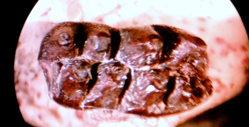 Catopsalis utahensis Gazin