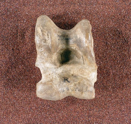 Auchenia major Leidy