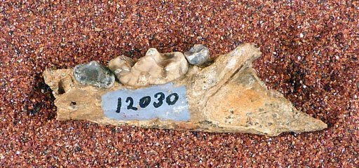 Lutravus ? idahoensis Gazin, 1934