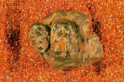 Claenodon vecordensis Simpson