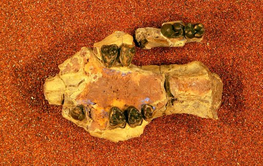 Huerfanodon torrejonius Schock