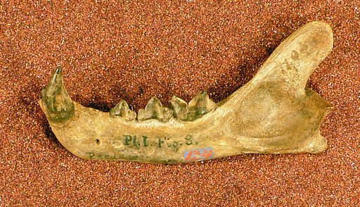 Pseudaelurus intrepidus Leidy