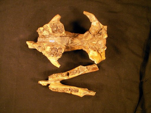 Trogosus hillsi Gazin, 1953