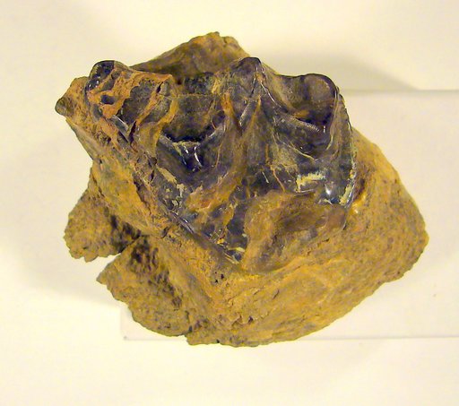 Palaeosyops paludosus Leidy, 1870