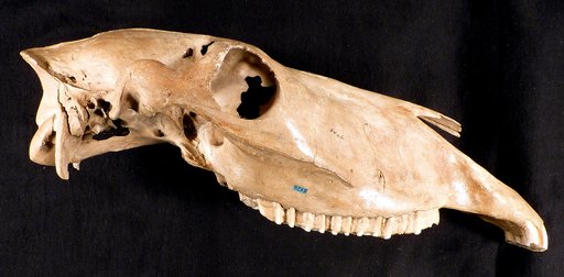 Equus lambei Hay, 1917