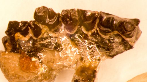 Priacodon grandaevus Simpson