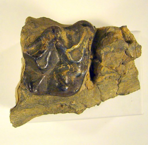 Palaeosyops paludosus Leidy, 1870