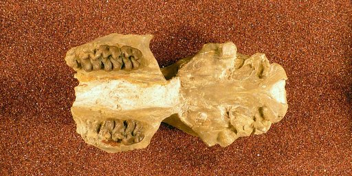 Palaeotherium bairdi Leidy