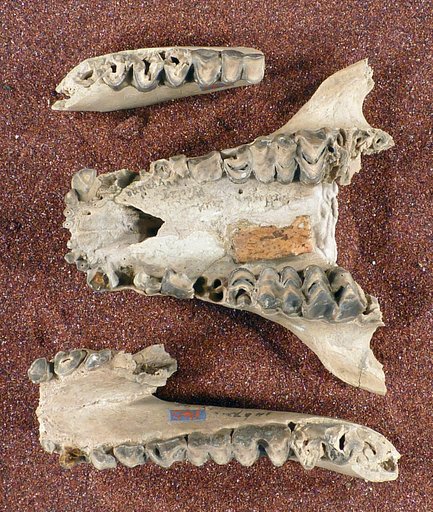 Merycochoerus rusticus Leidy