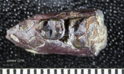 Ellipsodon sternbergi Gazin