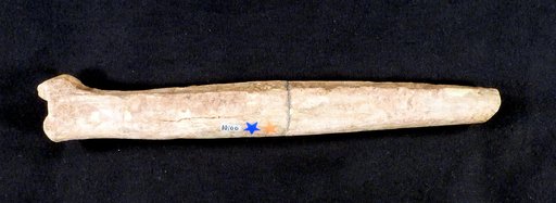 Procamelus longurio Hay