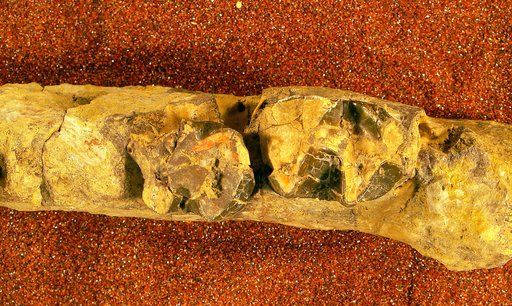 Coryphodon obliquus Cope