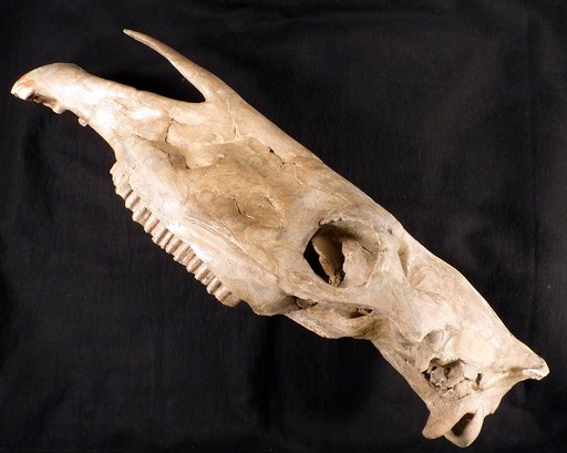 Equus hatcheri Hay