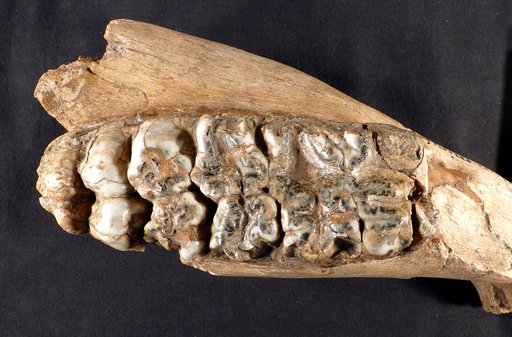 Mastodon (Tetralophodon) mirificus Leidy