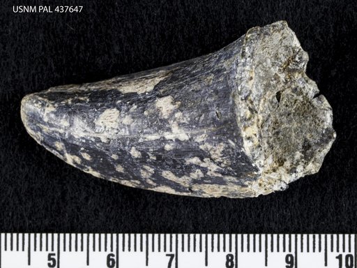 Mosasaurus maximus Cope, 1869