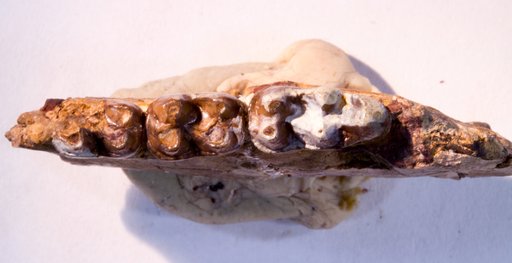 Orohippus angustidens Cope