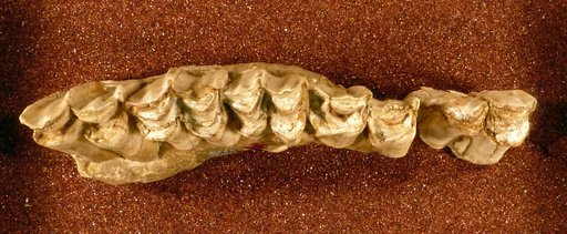 Taurotragus americanus Gidley, 1913