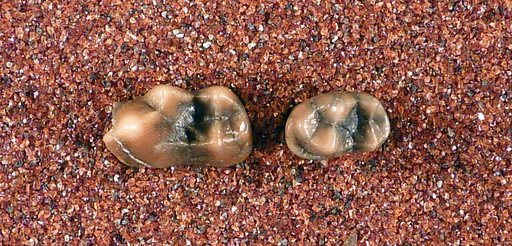 Tomarctus marylandica Berry