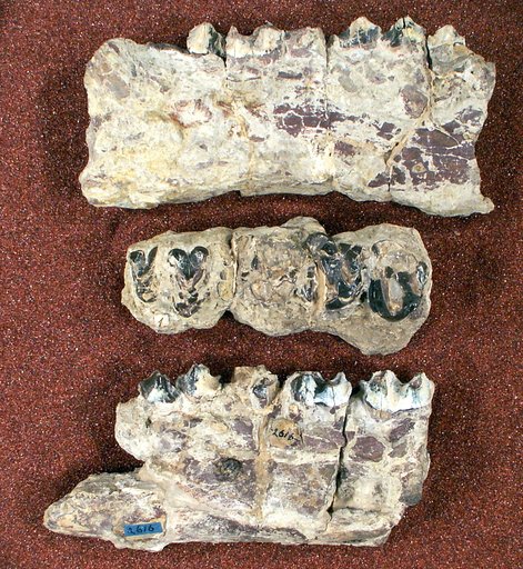 Bathmodon simus Cope