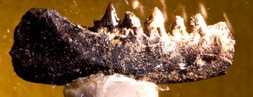 Archaeotrigon brevimaxillus Simpson