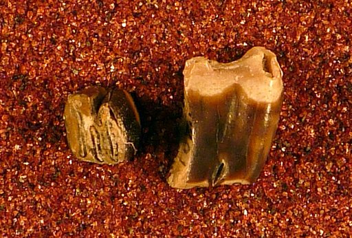 Hystrix venustus Leidy
