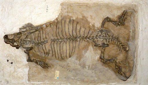 Polyglyphanodon sternbergi Gilmore, 1940